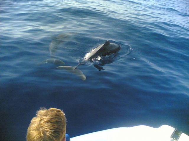  Avistamiento de cetáceos 